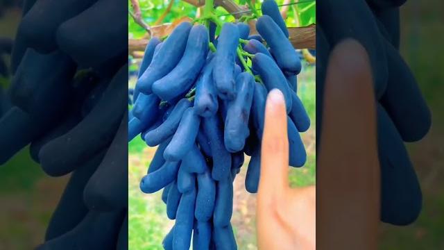 Plant this beautiful grape moon drops variety #satisfying #shot Plant this beautiful grape moon drops variety #satisfying #shot
