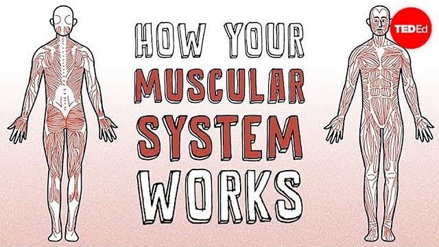 How your muscular system works - emma bryce How your muscular system works - emma bryce