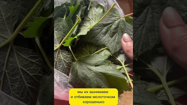 Ферментированный чай из листов чёрной смородины. Ферментированный чай из листов чёрной смородины.