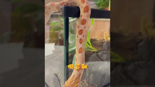 《太空人爬寵俱樂部》【豬鼻蛇】可愛又溫順,遇到危險時假死,女生也能輕鬆飼養!#中文 #兩棲動物 #蛻皮 #asmr #原創 #蛇 #fyp #commended #reptile #宠物蛇 《太空人爬寵俱樂部》【豬鼻蛇】可愛又溫順,遇到危險時假死,女生也能輕鬆飼養!#中文 #兩棲動物 #蛻皮 #asmr #原創 #蛇 #fyp #commended #reptile #宠物蛇