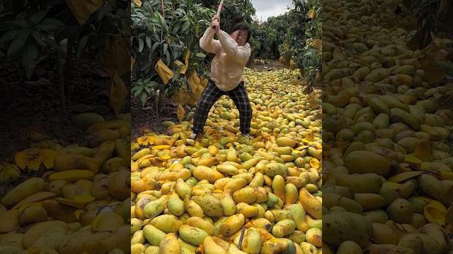 Amazing mangos fruit harvesting from farmers with rural farming life #fruit #farming #mango Amazing mangos fruit harvesting from farmers with rural farming life #fruit #farming #mango