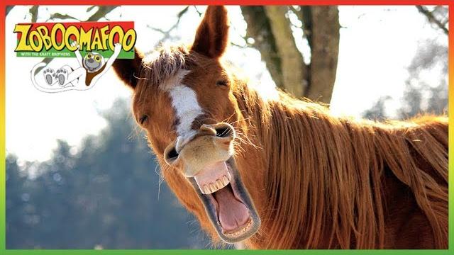 Zoboomafoo - beautiful horses | full episode | animal shows for kids | tv shows for children Zoboomafoo - beautiful horses | full episode | animal shows for kids | tv shows for children