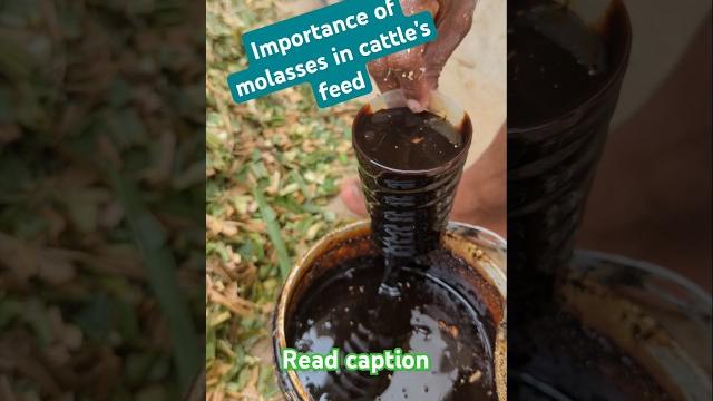 Importance of molasses in cattle's feed Importance of molasses in cattle's feed