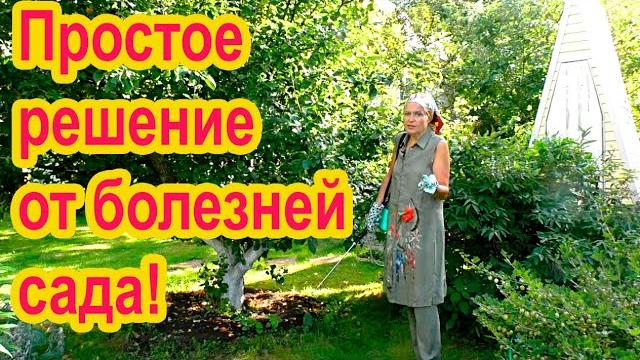 Простое средство от болезней растений Простое средство от болезней растений