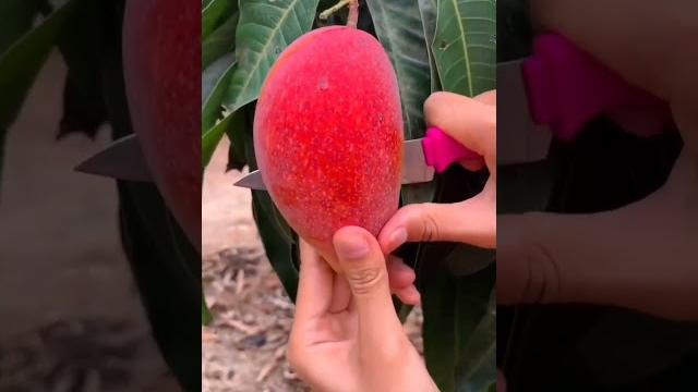 Parthenocarpic mango variety : sindhu || seedless mango || parthenocarpy in mango || mango faming Parthenocarpic mango variety : sindhu || seedless mango || parthenocarpy in mango || mango faming
