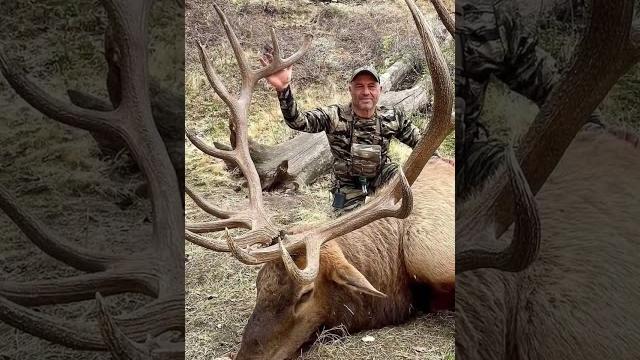 Joe rogans 2022 stud bull elk! #shorts #hunting Joe rogans 2022 stud bull elk! #shorts #hunting