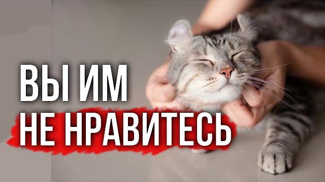Язык тела кошек: 5 признаков того, что кошка вас недолюбливает Язык тела кошек: 5 признаков того, что кошка вас недолюбливает
