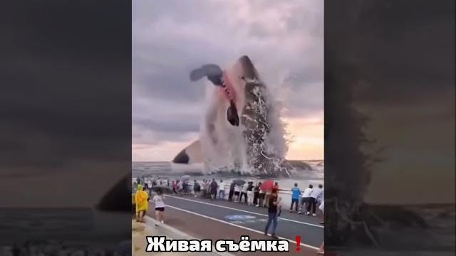 Мегалодон жив️ Мегалодон жив️