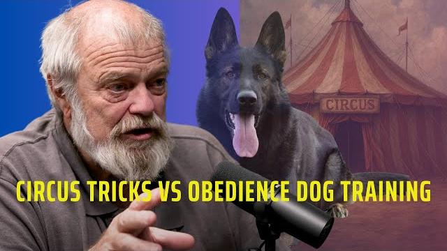 Circus tricks vs obedience dog training Circus tricks vs obedience dog training