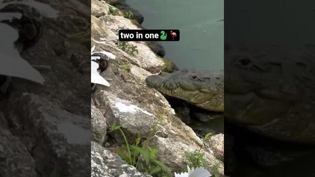 Heron,snake and croc Heron,snake and croc