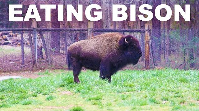 The argument for eating bison (buffalo) meat The argument for eating bison (buffalo) meat