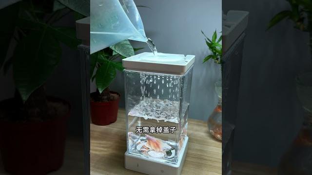 泰国斗鱼专用鱼缸,眼前一亮的体验!换水、加热、灯光功能满满! 泰国斗鱼专用鱼缸,眼前一亮的体验!换水、加热、灯光功能满满!