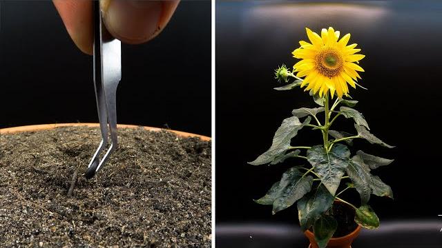 Growing sunflower time lapse - seed to flower in 83 days Growing sunflower time lapse - seed to flower in 83 days