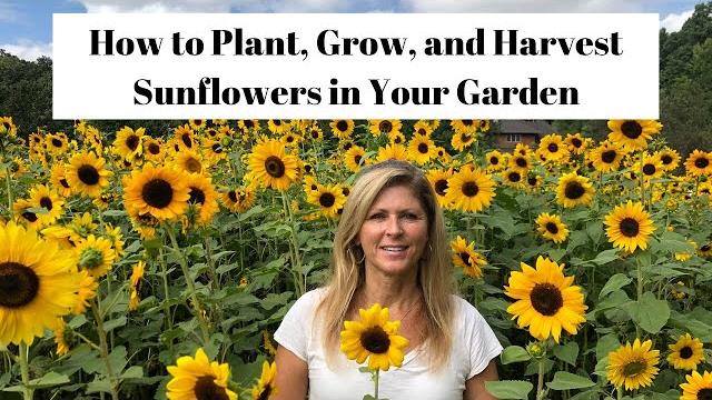 How to plant, grow & harvest sunflowers in your garden How to plant, grow & harvest sunflowers in your garden