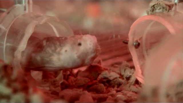 The inner beauty of naked mole rats The inner beauty of naked mole rats