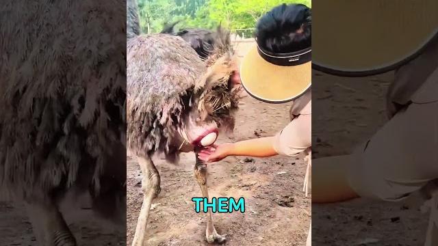 Why do farmers catch ostrich eggs mid-air?#shorts Why do farmers catch ostrich eggs mid-air?#shorts