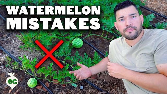 6 watermelon growing mistakes to avoid 6 watermelon growing mistakes to avoid