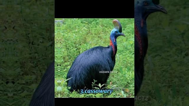 Weird sounds of birds#shorts #birds Weird sounds of birds#shorts #birds