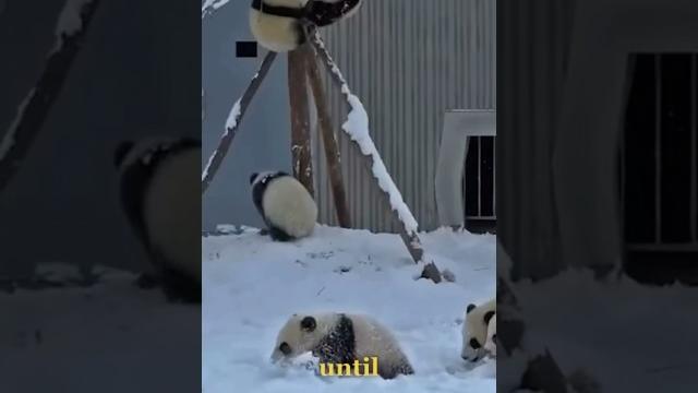 Are pandas always innocent ?. Are pandas always innocent ?.
