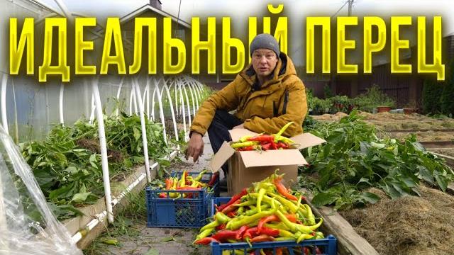 Об этих тонкостях выращивания цицака молчат прожжённые огородники а потом гордятся и хвастаются Об этих тонкостях выращивания цицака молчат прожжённые огородники а потом гордятся и хвастаются