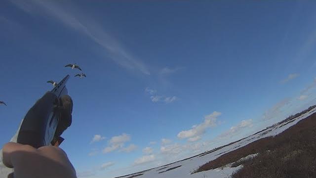 Охота на гуся. весенний гусь. goose hunting. Охота на гуся. весенний гусь. goose hunting.