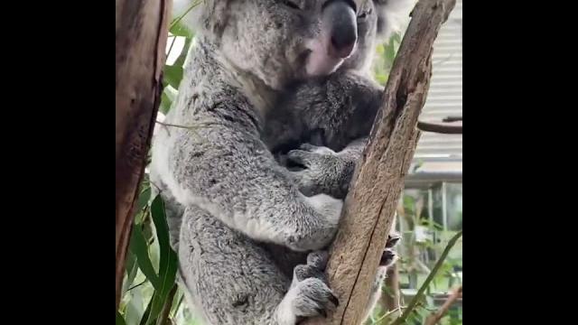 Cute cuddling koala bear (@reneehowell18/ig) Cute cuddling koala bear (@reneehowell18/ig)
