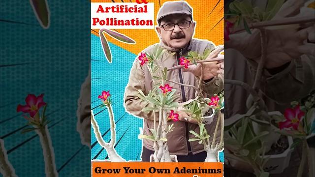 Unlocking adenium seeds secret: seed pod care and artificial pollination! #adenium #adeniumlover Unlocking adenium seeds secret: seed pod care and artificial pollination! #adenium #adeniumlover