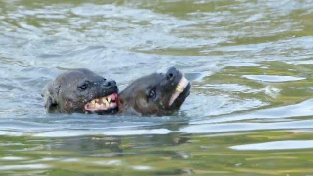 Hyena tries drowning rival Hyena tries drowning rival