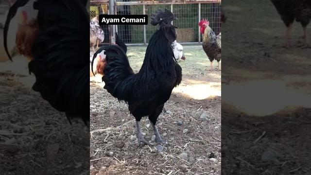 Our many roosters crowing compilation (different breeds) #shorts Our many roosters crowing compilation (different breeds) #shorts
