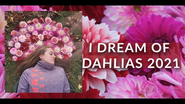I dream of dahlias 2021: i'm not giving up! I dream of dahlias 2021: i'm not giving up!