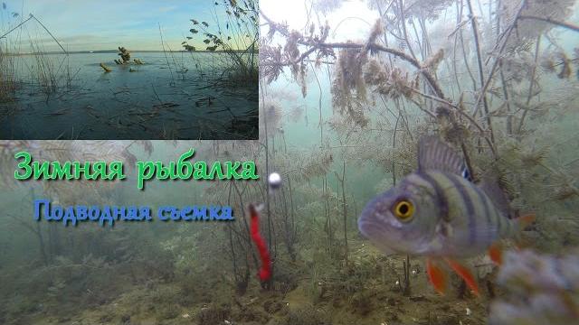 Зимняя рыбалка. подводная съемка Зимняя рыбалка. подводная съемка
