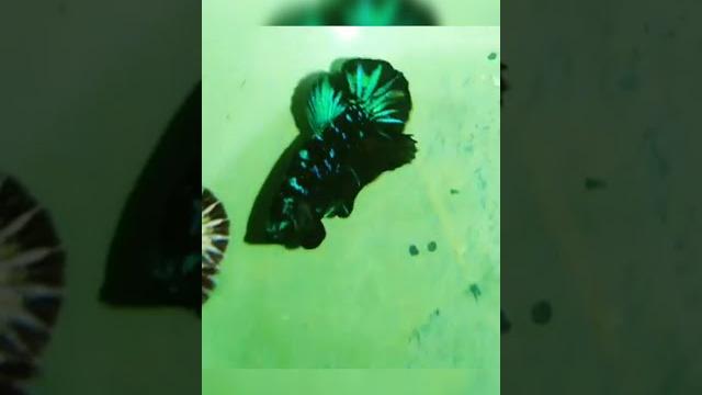 2 best betta fish | daftar populer 2 best betta fish | daftar populer