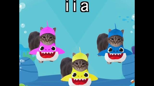 Oia cat sings baby shark! #cats Oia cat sings baby shark! #cats