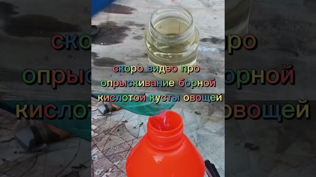 Как правильно сделать раствор из борной кислоты? скоро! #борнаякислота#овощи #огород #огородныйклан Как правильно сделать раствор из борной кислоты? скоро! #борнаякислота#овощи #огород #огородныйклан