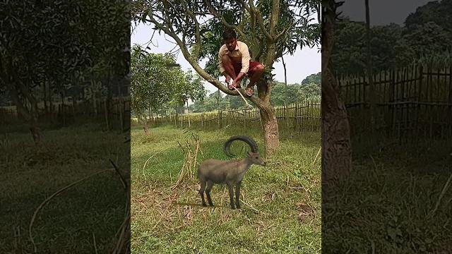 Goat catching #viral #trendingshorts #shorts_ #youtubeshorts #animal #jungle #goat #bakri Goat catching #viral #trendingshorts #shorts_ #youtubeshorts #animal #jungle #goat #bakri