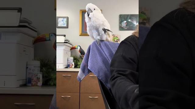 Cockatoo fun #viralvideo #video #pets #viralshorts #viraltiktok #youtubeshorts #youtube Cockatoo fun #viralvideo #video #pets #viralshorts #viraltiktok #youtubeshorts #youtube