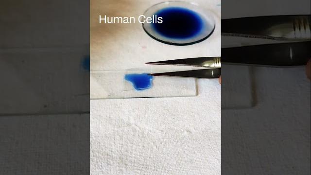 Human cells #science #trending #viral #learning #youtubeshort #facts #shortvideo #biology #youtube Human cells #science #trending #viral #learning #youtubeshort #facts #shortvideo #biology #youtube