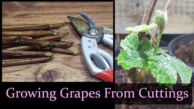 How to grow grapes from hardwood cuttings How to grow grapes from hardwood cuttings