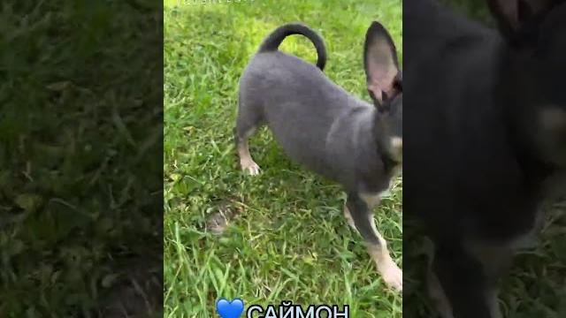 Голубой щенок чихуахуа #купитьщенка #щенок #чихуахуа #chihuahua #puppy #щенкичихуахуа #голубойчихуа Голубой щенок чихуахуа #купитьщенка #щенок #чихуахуа #chihuahua #puppy #щенкичихуахуа #голубойчихуа