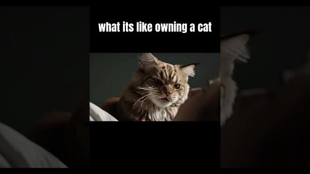 The truth about maine coons The truth about maine coons