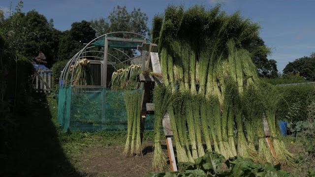 Flax to linen: from sowing to sewing. Flax to linen: from sowing to sewing.