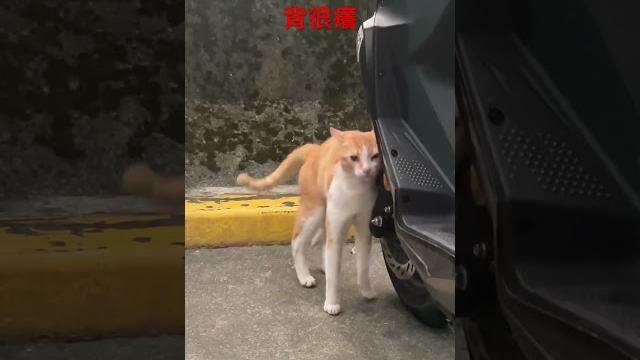 背很癢的貓 背很癢的貓