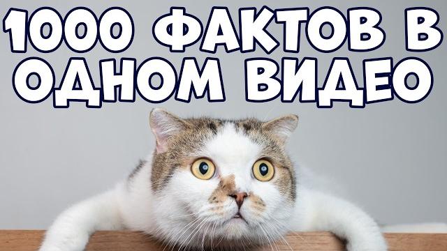1000 интересных фактов в одном видео 1000 интересных фактов в одном видео