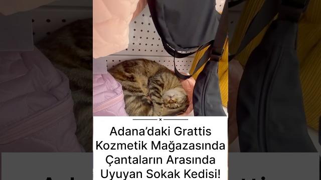 Stray cat in adana’s grattis store/adana’da grattis’te sokak kedisi #beyazevler gratis#catinthestore Stray cat in adana’s grattis store/adana’da grattis’te sokak kedisi #beyazevler gratis#catinthestore