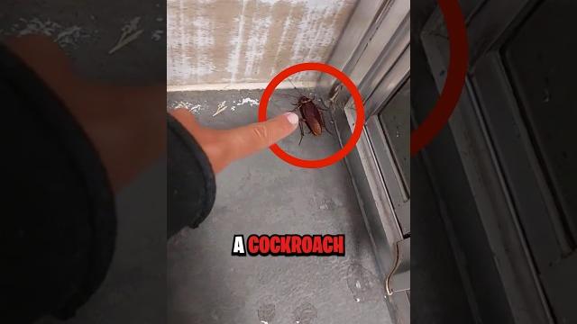 Never kill a cockroach Never kill a cockroach