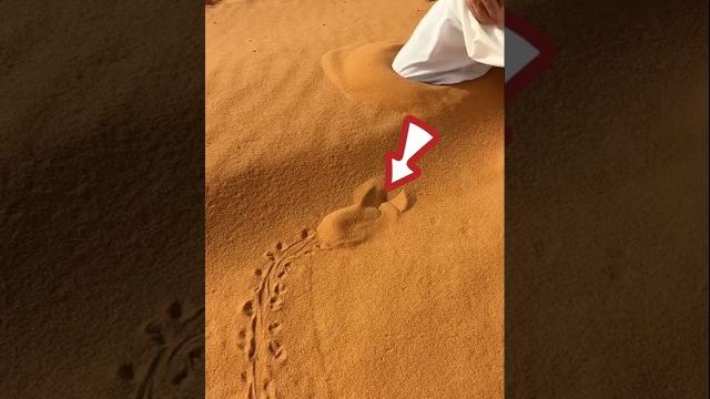 Desert fish found in sand! Desert fish found in sand!