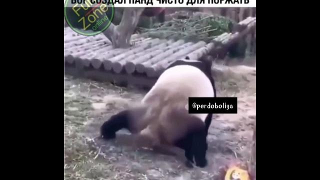 Смешная панда Смешная панда