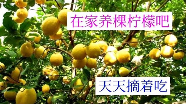 2分钟学会在家种柠檬,盆栽小院都可以,四季都采收,吃都吃不完 2分钟学会在家种柠檬,盆栽小院都可以,四季都采收,吃都吃不完
