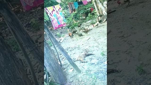 Seruling sakti sepong bop Seruling sakti sepong bop