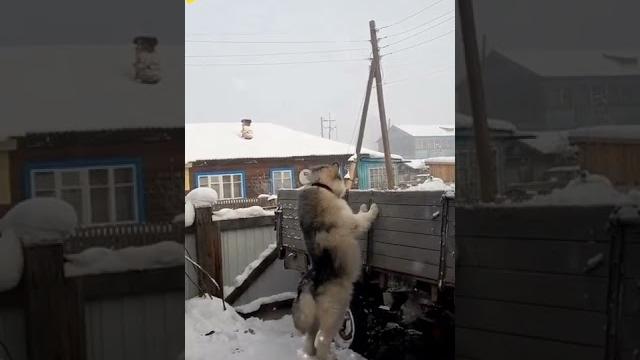 Собака зовёт вадима / весёлая утка Собака зовёт вадима / весёлая утка